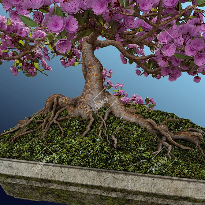 Miniature Sakura Bonsai 3D model image 5