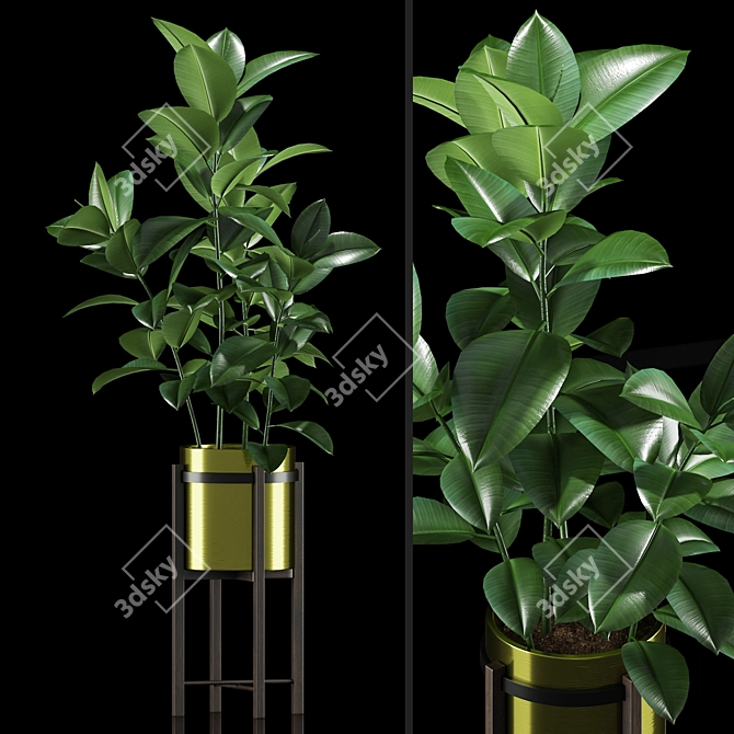 Ficus Elastica Plants: Stylish Pot & Digital Files 3D model image 1