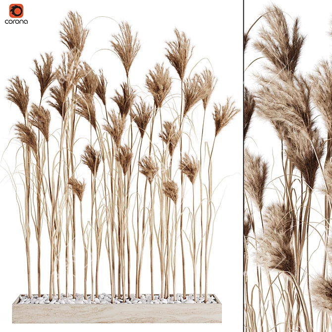 7 Stems Pampas Grass Bunch 3D model image 7