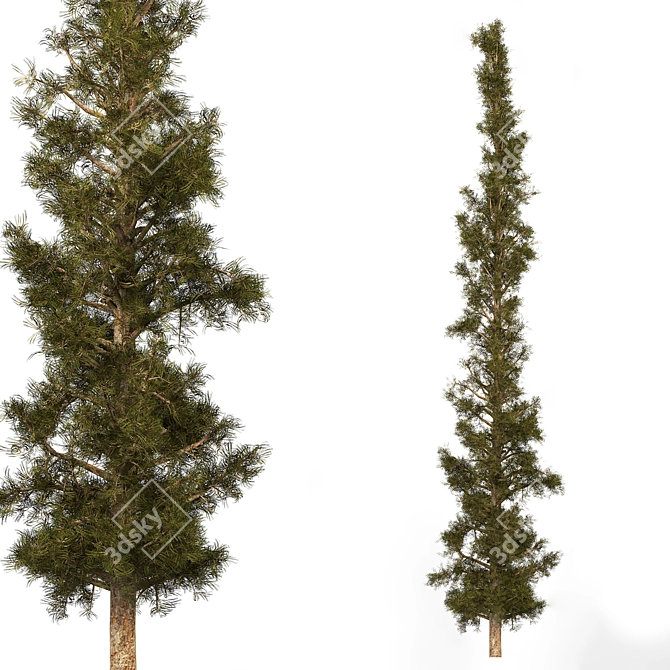 Pristine Pine Essential Oil 3D model image 1