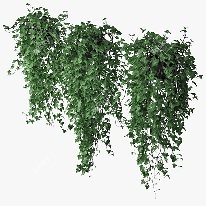 Lush Ivy Trio in Pot 3D model image 2