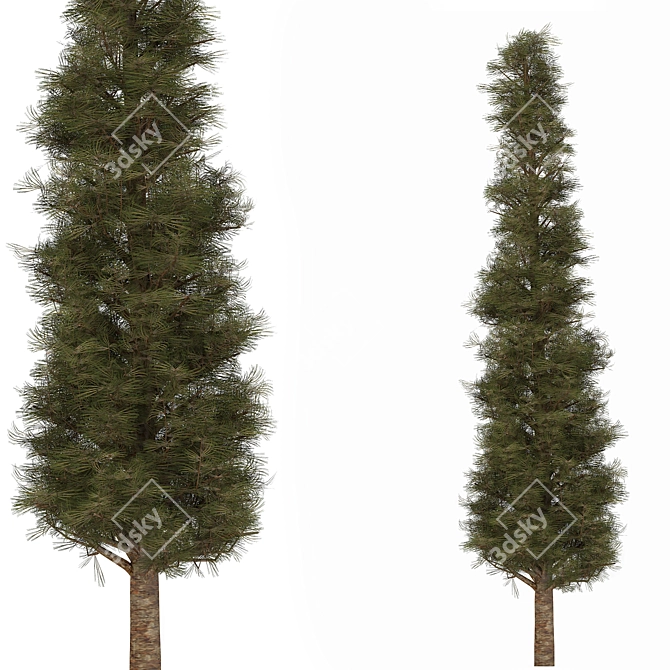 Pine02: 2013 Version, V-Ray Render 3D model image 1