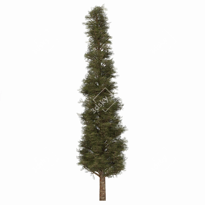 Pine02: 2013 Version, V-Ray Render 3D model image 2