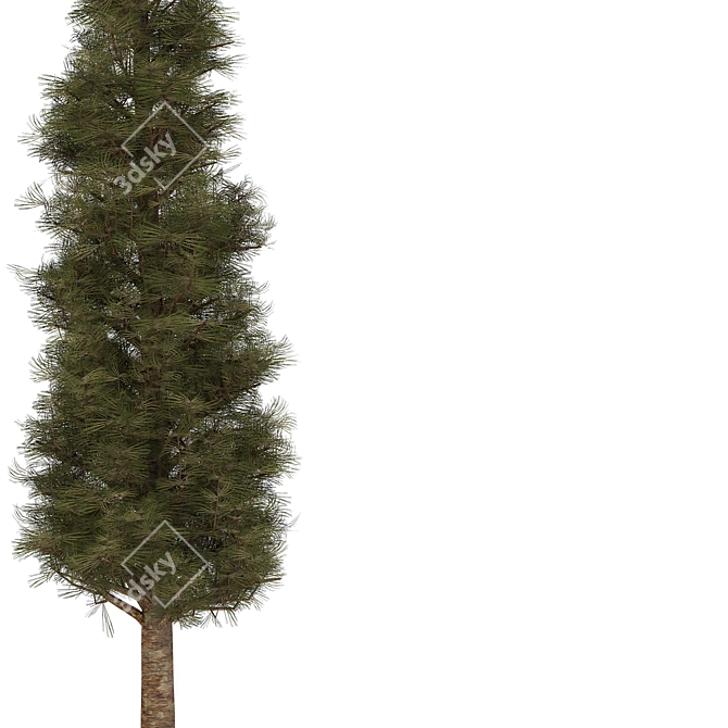 Pine02: 2013 Version, V-Ray Render 3D model image 3