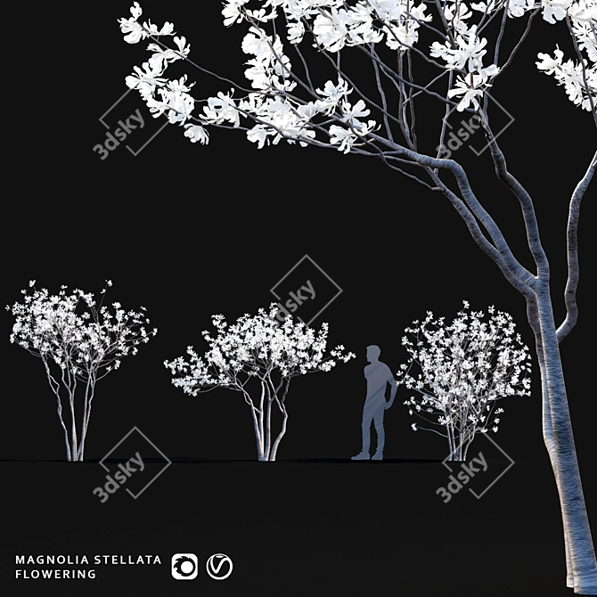 Star Magnolia | Flowering Magnolia Tree 3D model image 1