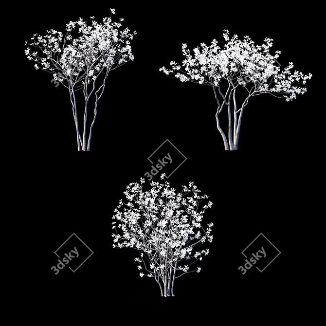 Star Magnolia | Flowering Magnolia Tree 3D model image 2