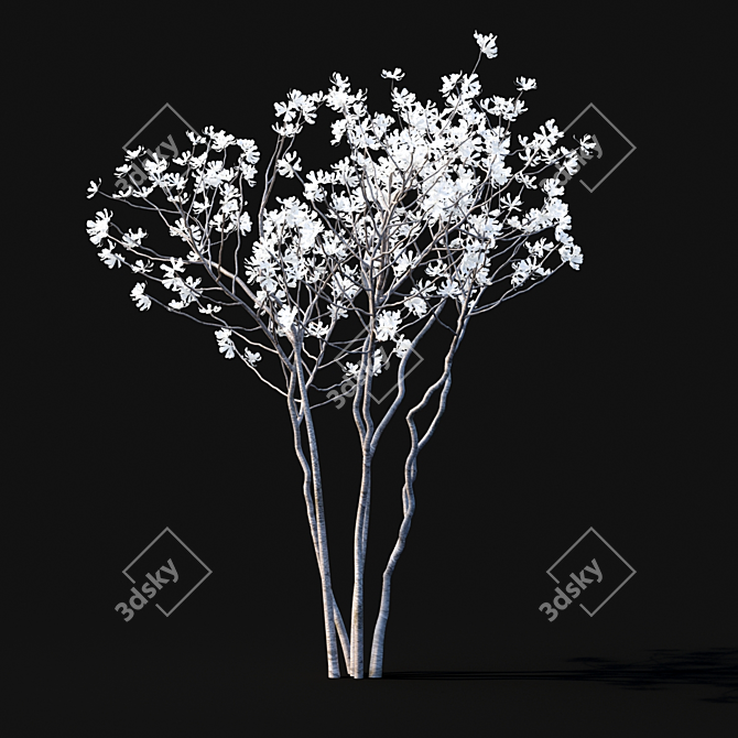 Star Magnolia | Flowering Magnolia Tree 3D model image 3