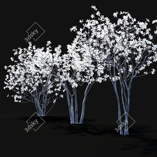 Star Magnolia | Flowering Magnolia Tree 3D model image 5