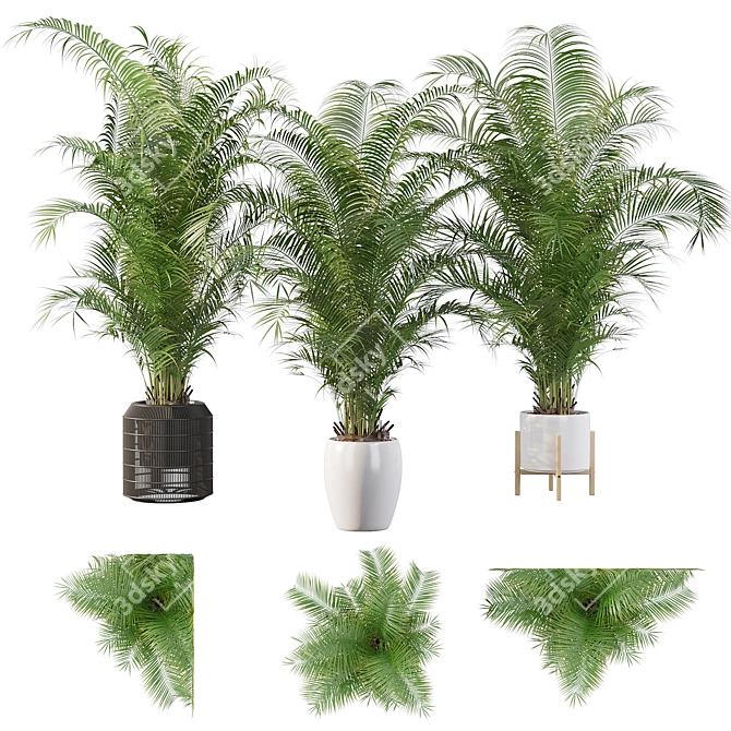 Tropical Bliss: Areca Palm Collection 3D model image 1