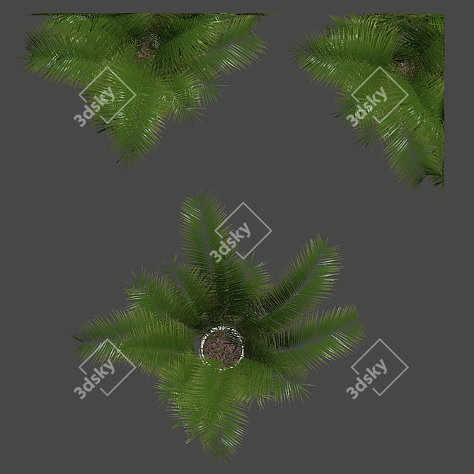 Tropical Bliss: Areca Palm Collection 3D model image 5