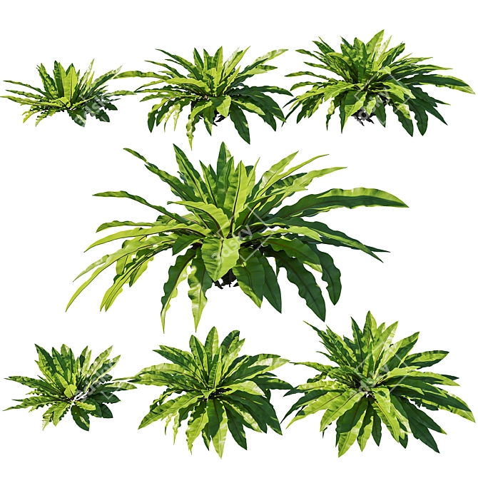 Tropical Fern - Asplenium Nidus 3D model image 1