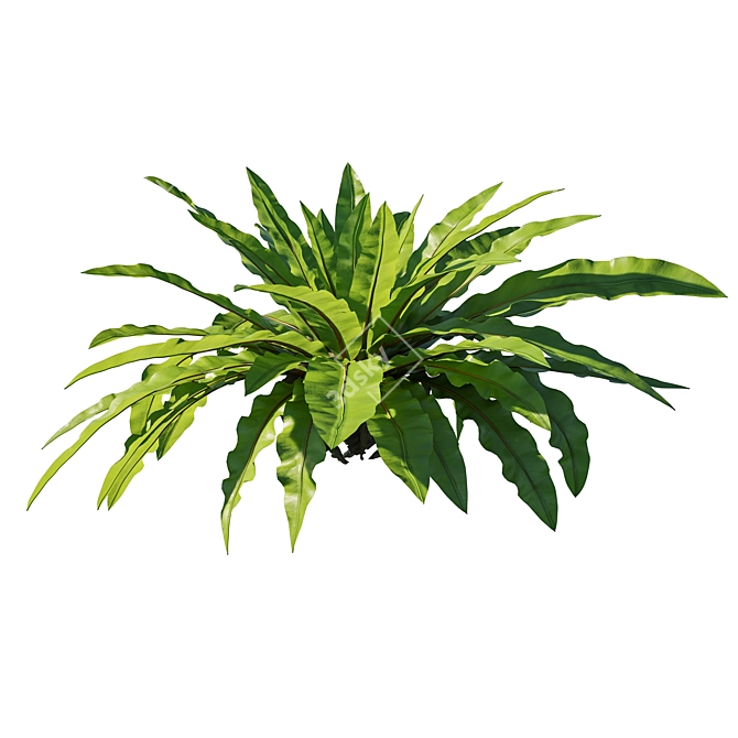 Tropical Fern - Asplenium Nidus 3D model image 2