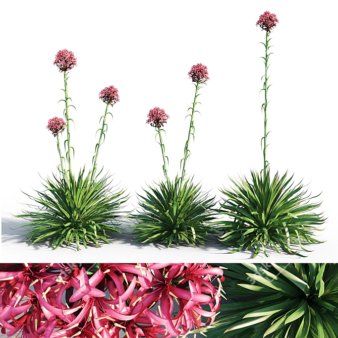 Coastal Beauty: Gymea Lily 3D model image 1