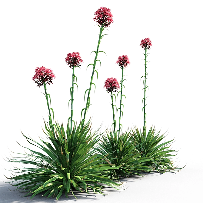 Coastal Beauty: Gymea Lily 3D model image 2