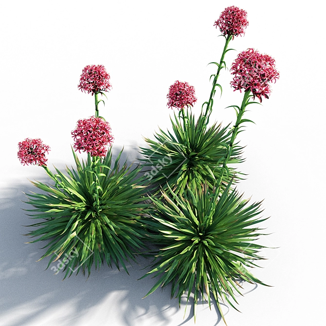 Coastal Beauty: Gymea Lily 3D model image 3