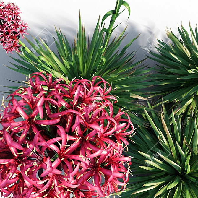 Coastal Beauty: Gymea Lily 3D model image 4