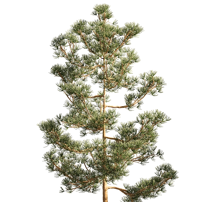 Mast Pine Options: Premium 3D Model. 3D model image 2