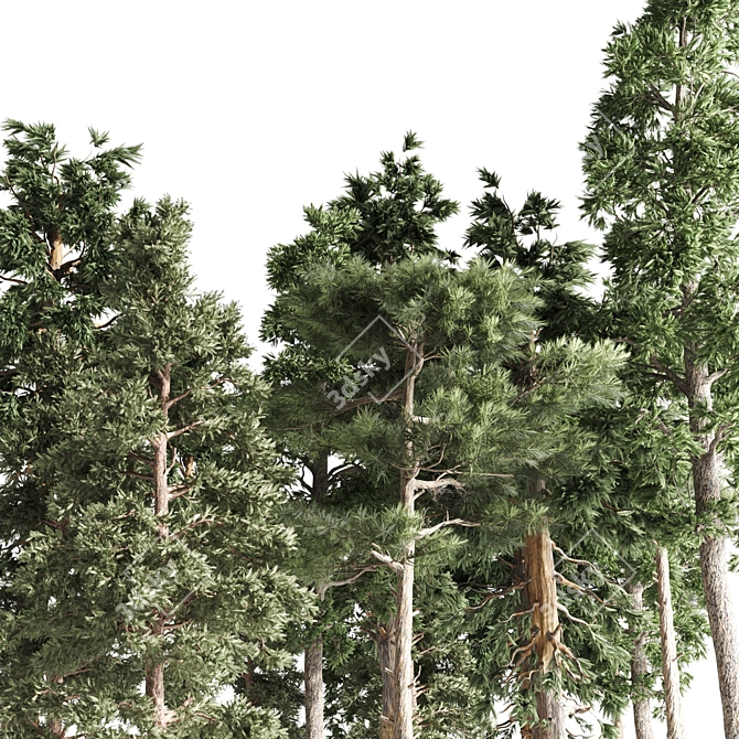 Tall Pines Collection: 4 Stunning Trees 3D model image 5