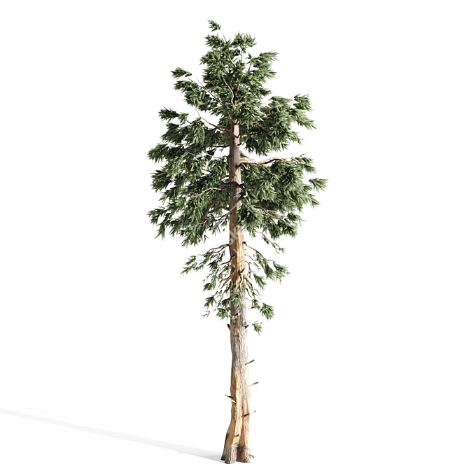 Russian Pine Tree: 4 Pines for a Serene Landscape 3D model image 2