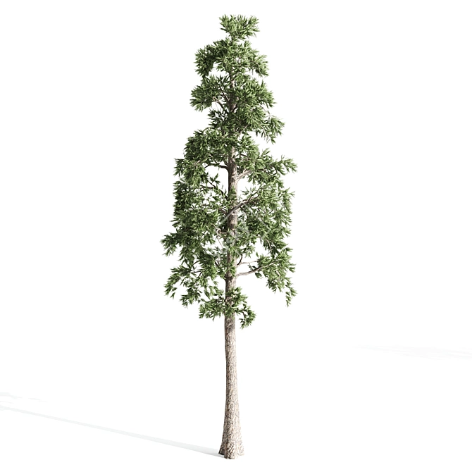 Russian Pine Tree: 4 Pines for a Serene Landscape 3D model image 3