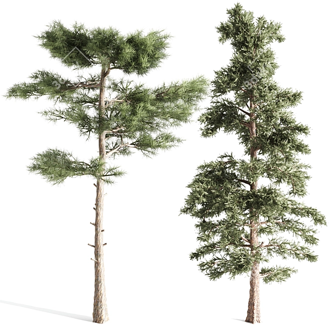 Russian Pine Tree: 4 Pines for a Serene Landscape 3D model image 4