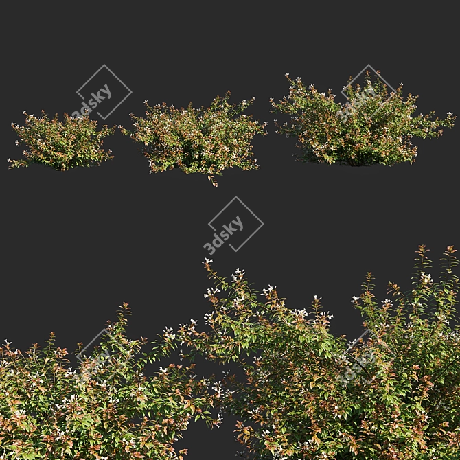 Abelia x Grandiflora OP3: Stunning Floral 3D Model 3D model image 1