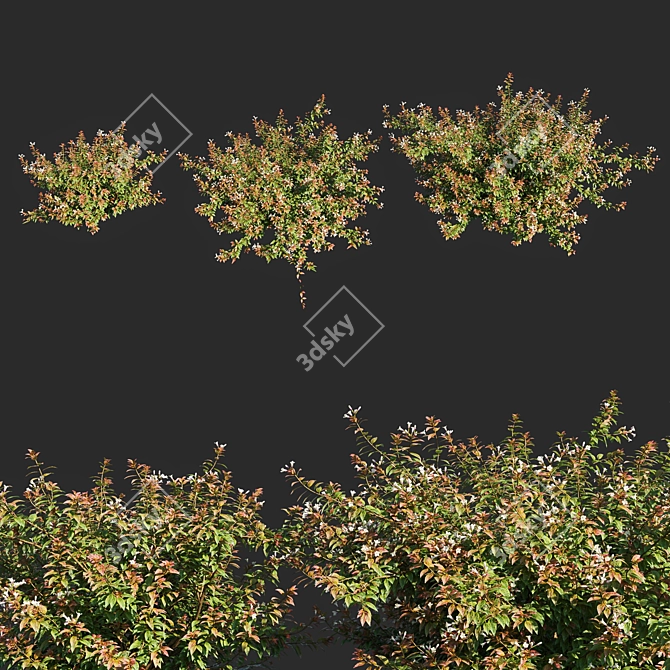 Abelia x Grandiflora OP3: Stunning Floral 3D Model 3D model image 2