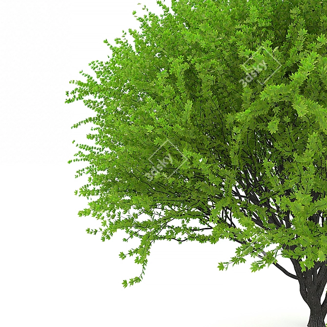 Japanese Maple Red Spring: Stunning 3D Model 3D model image 2