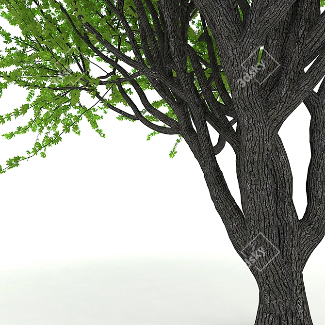 Japanese Maple Red Spring: Stunning 3D Model 3D model image 3