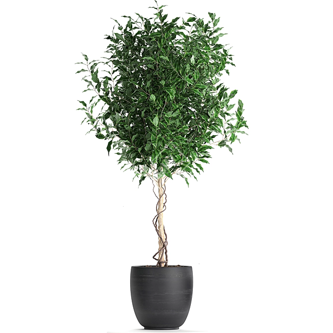 Tropical Plant Collection: Exotic Indoor Ficus Benjamin Trees 3D model image 4