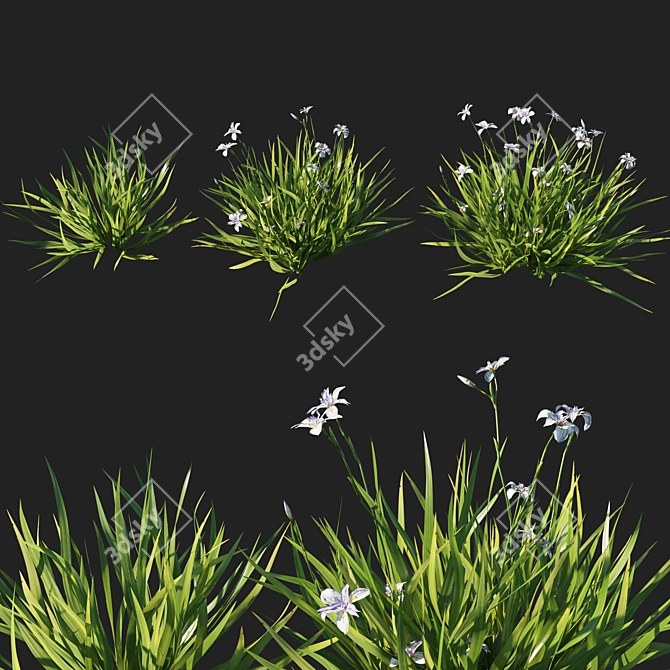 Luxury Dietes Grandiflora Grass: Stunning 2014 Design 3D model image 2