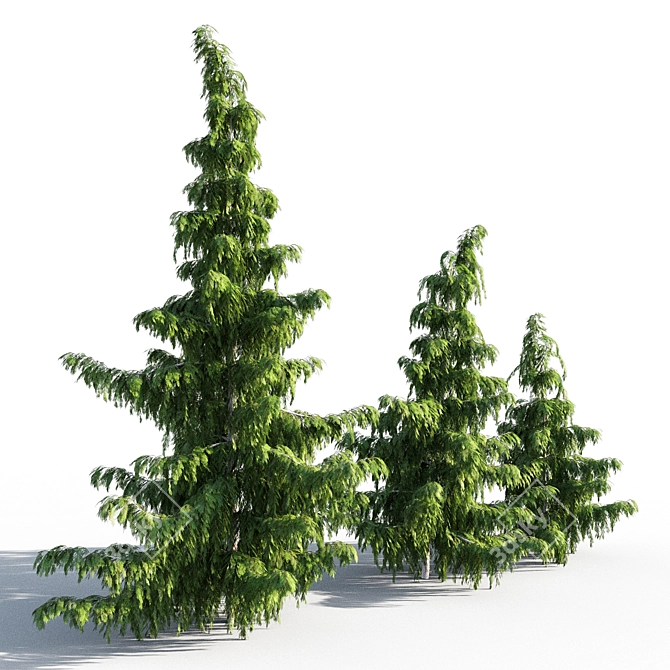 Nootka Cypress: Polys 1,422,929 3D model image 2