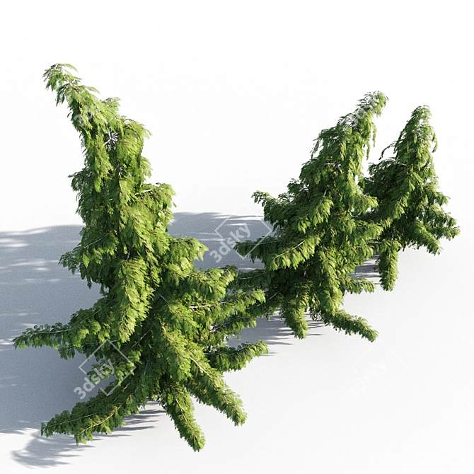 Nootka Cypress: Polys 1,422,929 3D model image 3