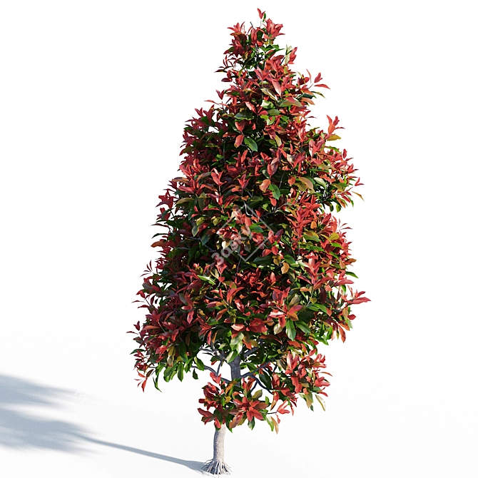 Colorful Photinia: Petite Shrub 3D model image 2