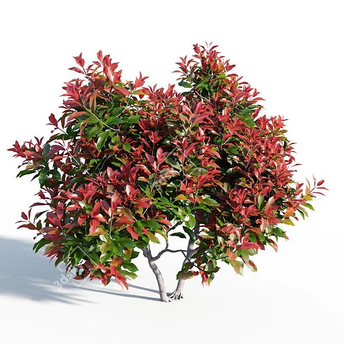 Colorful Photinia: Petite Shrub 3D model image 3