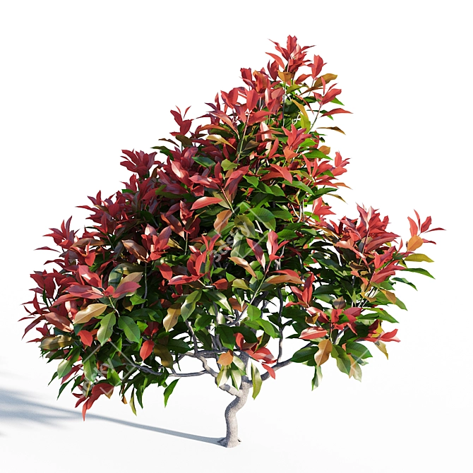 Colorful Photinia: Petite Shrub 3D model image 4