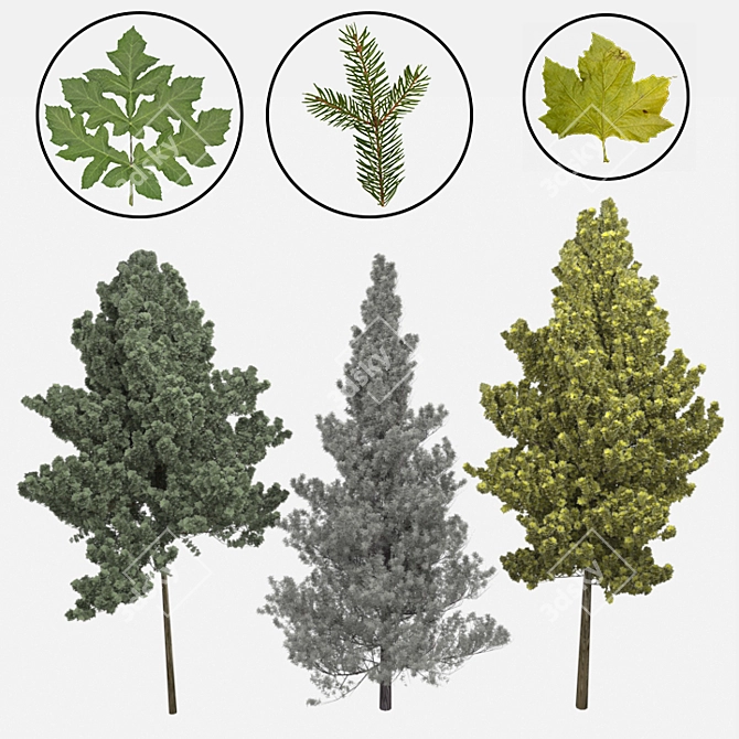 Lifelike Arboreal Collection 3D model image 2