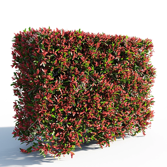 Vibrant Photinia Fraseri Hedge 3D model image 1