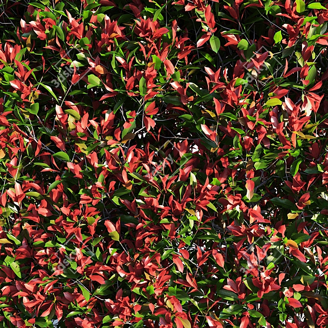 Vibrant Photinia Fraseri Hedge 3D model image 3