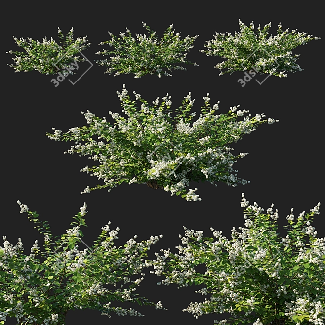 Symphoricarpos Berry Bush - White Wonderland 3D model image 1