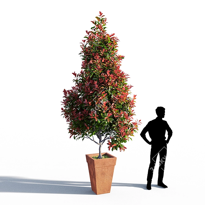 Mini Red Robin Photinia - Potted 3D model image 1