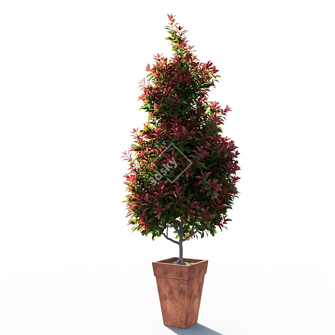 Mini Red Robin Photinia - Potted 3D model image 3