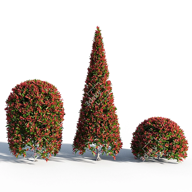 Vibrant Red Photinia Bush 3D model image 1