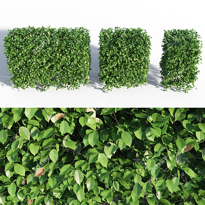 Lush Green Hornbeam Hedge 3D model image 2