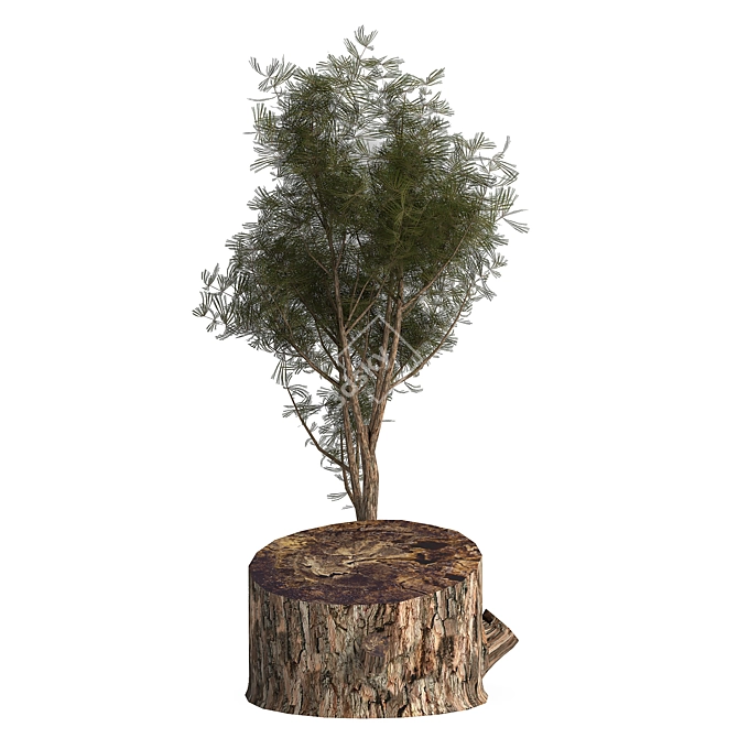 Pine03: Versatile 3D Model – 2013 Edition 3D model image 3