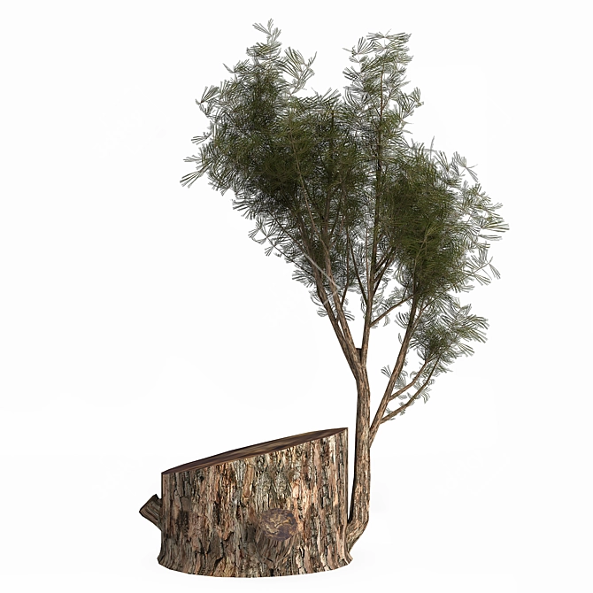 Pine03: Versatile 3D Model – 2013 Edition 3D model image 4