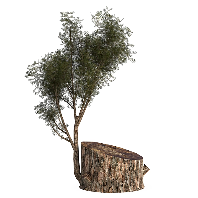 Pine03: Versatile 3D Model – 2013 Edition 3D model image 5