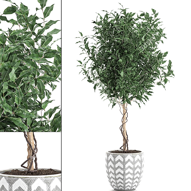 Tropical Ficus Benjamina in White Pot 3D model image 1