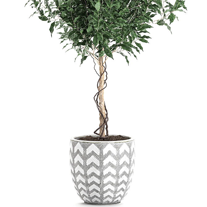 Tropical Ficus Benjamina in White Pot 3D model image 4