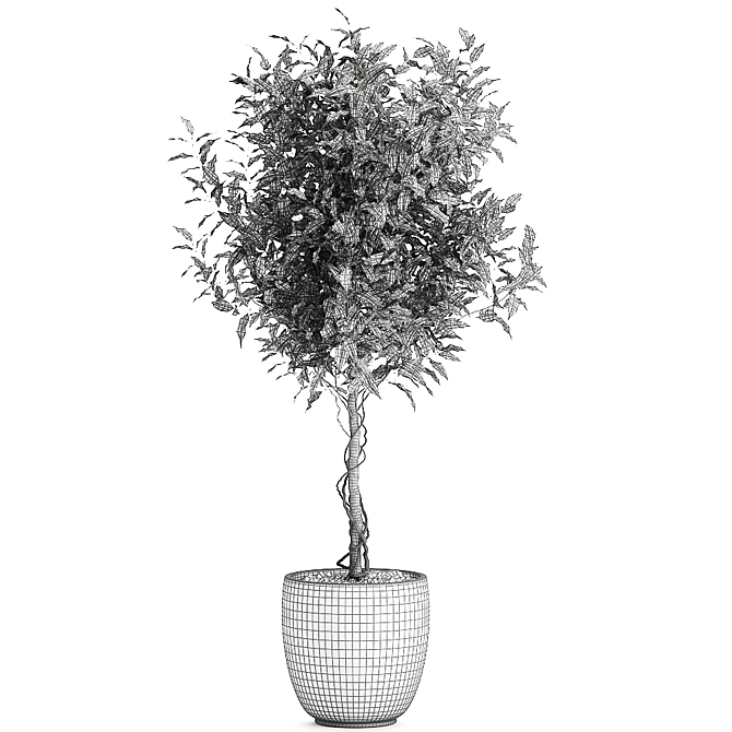 Tropical Ficus Benjamina in White Pot 3D model image 5